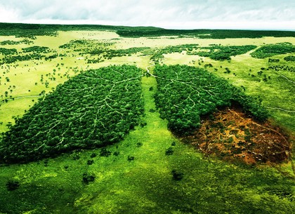 На Харьковщине усилили контроль за незаконной вырубкой леса