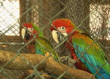 В Харьковском зоопарке выбрали имена для попугаев ара