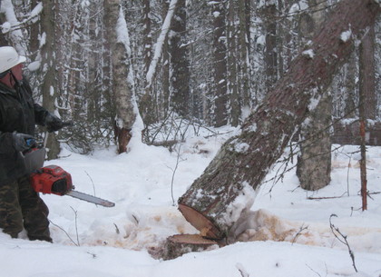 «Черный лесоруб» заплатит 80 тысяч за незаконную вырубку деревьев