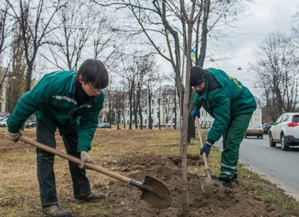 В прошлом году в городе высадили более 1,5 тысячи деревьев