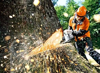 Депутаты «Відродження» предлагают усилить ответственность  за незаконную вырубку леса