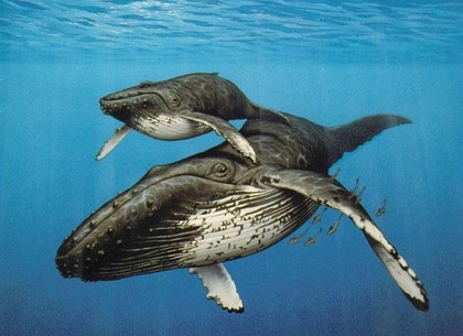 День кита: события 18 февраля