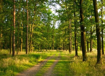 На Харьковщине хотят создать программу инвентаризации бесхозных лесных участков