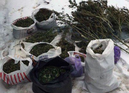 Под Харьковом мужчина выращивал дома коноплю в «промышленных» масштабах (ВИДЕО, ФОТО)