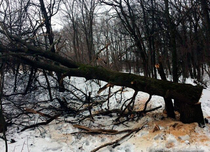 На Харьковщине задержали браконьера, который пилил деревья
