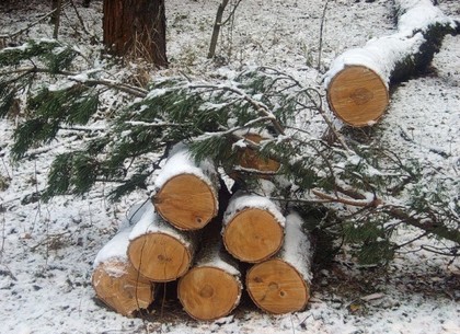 Житель Старого Салтова заготовил дров на 30 тысяч гривен