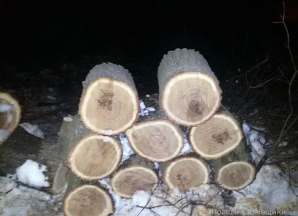 На Харьковщине мужчина незаконно рубил деревья, чтобы топить в доме
