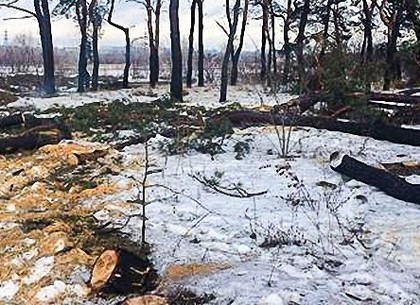 Полиция проигнорировала суд по незаконной вырубке леса в Харькове