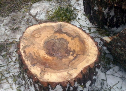 На Харьковщине поймали браконьеров, которые незаконно вырубали деревьев
