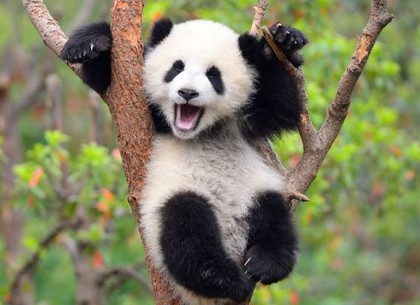 Как Европа узнала о пандах: события 11 марта