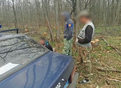 На Харьковщине поймали очередных «черных лесорубов» (ФОТО)