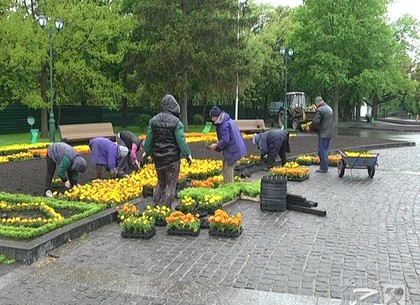 Возле памятника Шевченко высадили 35 тысяч цветов