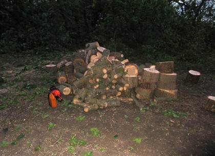 Под Харьковом незаконно срубили деревьев на 70 тысяч гривен (ФОТО)