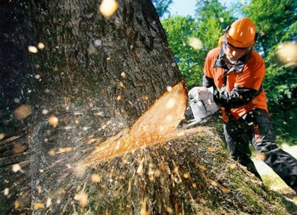 Под Харьковом мужчина уничтожил деревьев почти на 115 тысяч гривен