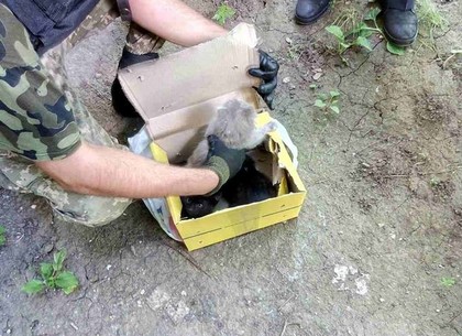 На Салтовке в подозрительной коробке взрывотехники нашли котят (ФОТО)