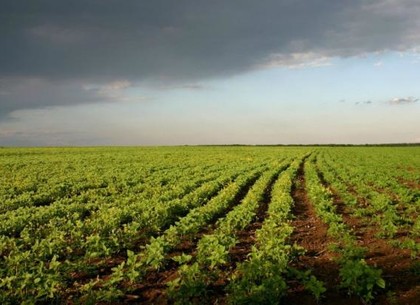 На Харьковщине у фермера отсудили 44 гектара сельхозугодий
