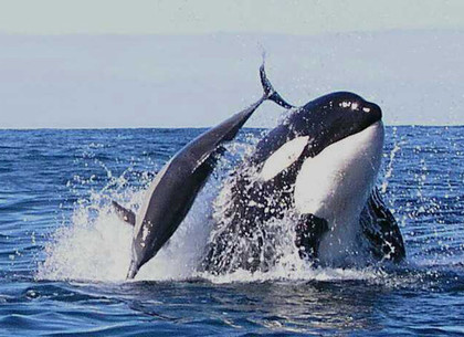Всемирный день китов и дельфинов: события 23 июля