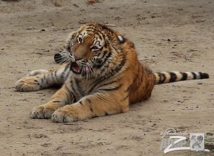 Тигрёнок Елисей из Харьковского зоопарка вырос и обосновался в большом вольере