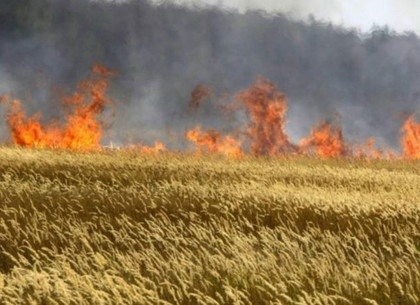Под Харьковом горело пшеничное поле