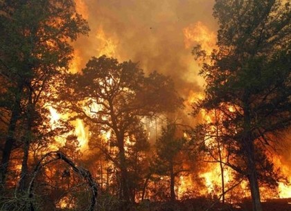 Под Харьковом горит лес: огонь тушит спецтехника и вертолет
