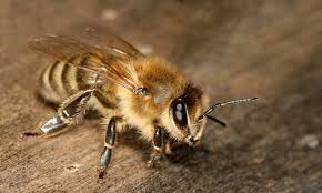 На Харьковщине от укуса пчелы умер мужчина