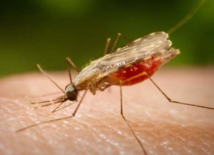 Иностранец привез малярию в Харьков