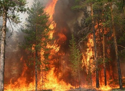 На Харьковщине вспыхнул масштабный лесной пожар