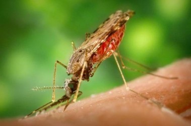 Харьковчанин привез из Африки малярию