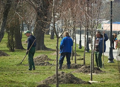В центре Харькова тысячи деревьев оснастили системой прикорневого полива