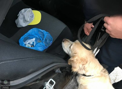 Служебный пес нашел наркотики в остановленном автомобиле (ФОТО)