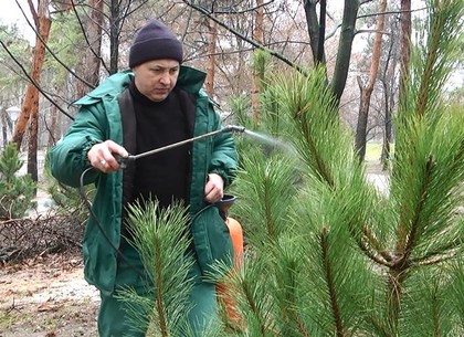 Коммунальщики нашли способ защитить елки от черных лесорубов