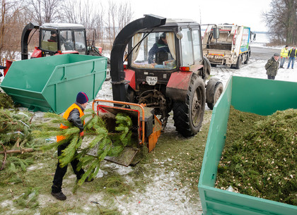 Как в Харькове утилизируют елки