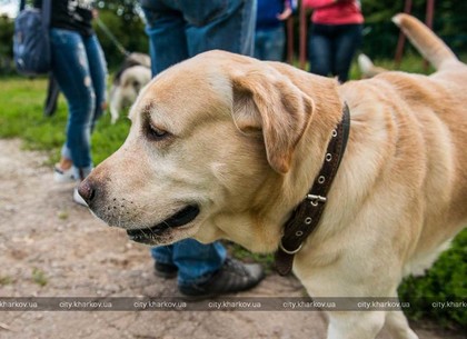В Харькове заработает 8 новых площадок для выгула собак