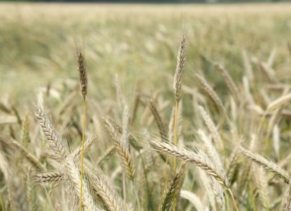 На Харьковщине планируют посеять 520 тысяч га зерновых культур