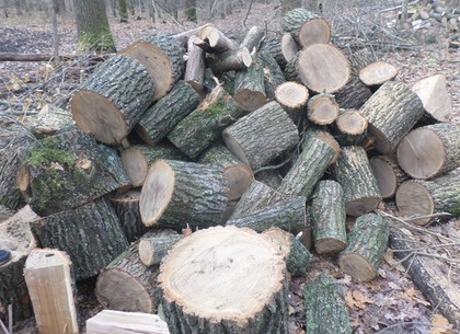 Незаконные лесорубы, которые под Харьковом уничтожили более полусотни дубов, предстанут перед судом