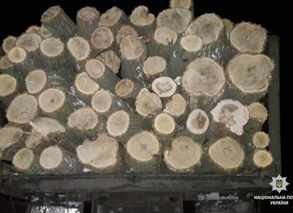 Под Харьковом снова незаконно рубили деревья