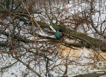 На Харьковщине мужчина незаконно вырубил деревья