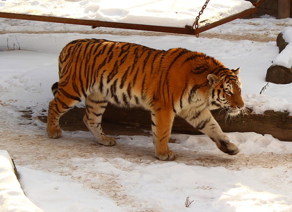 Вторая зима для тигра Елисея из Харьковского зоопарка