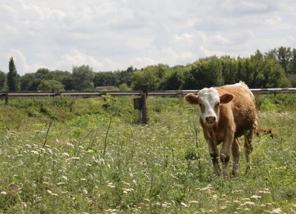 2500 гривен «подъемных» на теленка: новая программа поддержки аграриев