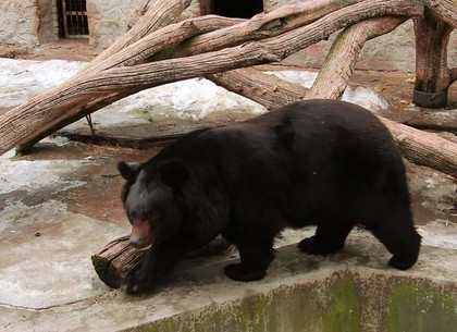 В Харьковском зоопарке проснулись медведи