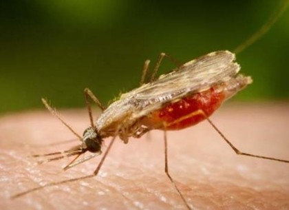 В Харьков снова завезли малярию