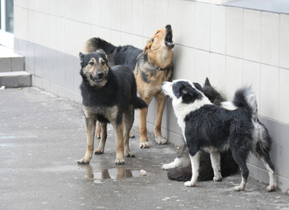 Собаки на закрытых территориях - угроза для харьковчан