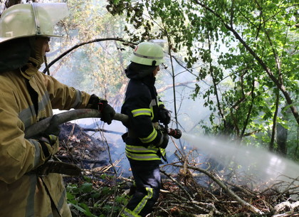 За сутки спасатели ликвидировали 35 пожаров в природных экосистемах (ФОТО)