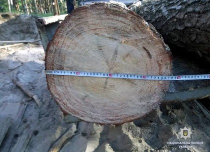 Полицейские Харьковщины разоблачили мужчину в незаконной порубке леса (ФОТО)