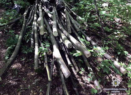 В Национальном природном парке «Слобожанский» незаконно рубили деревья