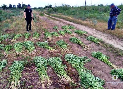 Полицейские обнаружили в Харькове почти полторы тысячи кустов конопли (ФОТО)