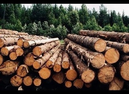 Житель Харьковщины подозревается в незаконной порубке почти 100 деревьев в защитной лесополосе