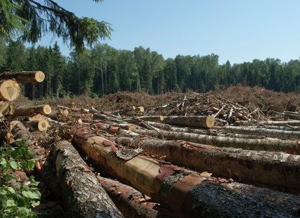 Ужесточена уголовная ответственность за незаконный вывоз из Украины леса и дров