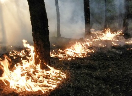 В течение суток спасатели потушили 15 пожаров на Харьковщине, общей площадью более 7 га