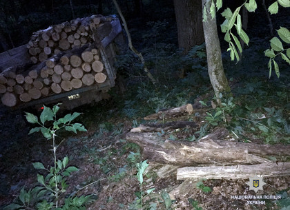В лесничестве под Харьковом незаконно заготавливали дрова на зиму